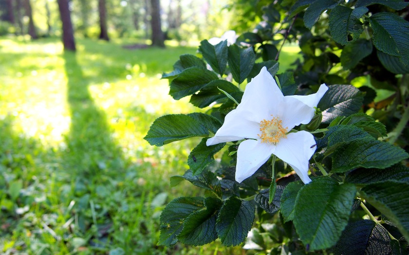 Valkoinen ruusu Tähkäpuistossa, Luolavuoressa