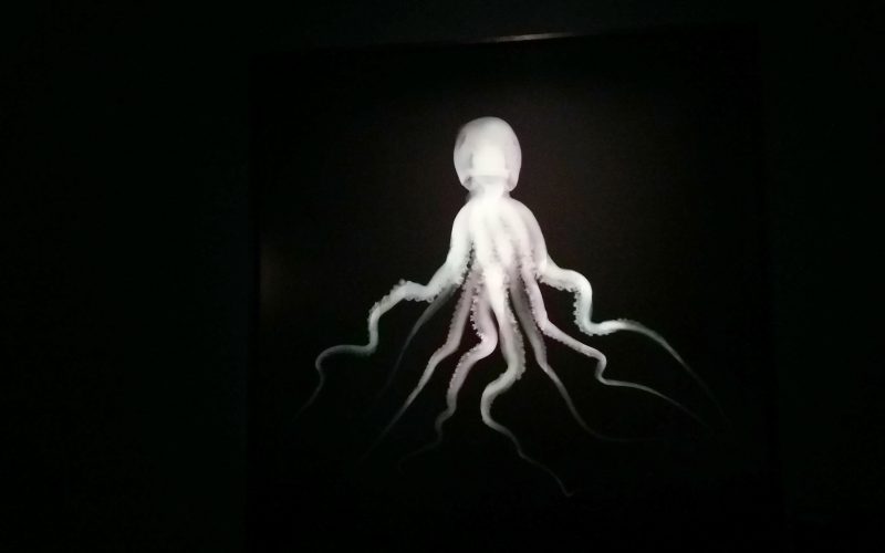 Nick Veaseyn Octopus-teos Fotografiskassa, Tukholmassa, Ruotsiss