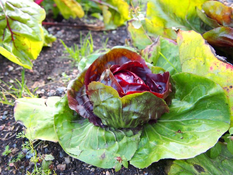 Salaattisikuri Turun yliopiston kasvitieteellisessä puutarhassa, kuva: Arjen pilkahduksia -blogi, luvaton käyttö kielletty